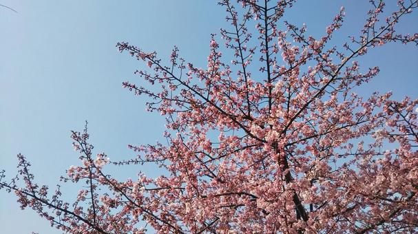 桜 桜 桜,さくら,春の写真素材