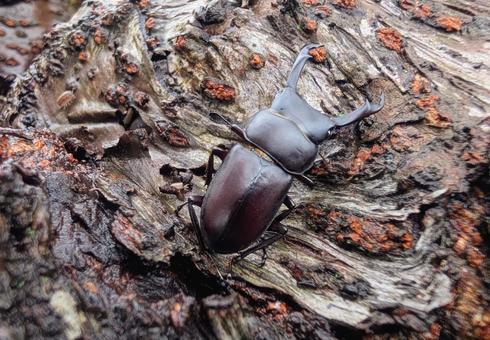 コクワガタ3 コクワガタ,昆虫,オスの写真素材