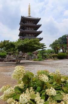 Photo, five-storied pagoda, gamma blue, hydrangea, 