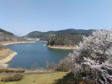 ダム湖と桜 ダム湖と桜の写真