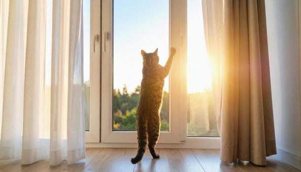 外に出たい猫 外に出たい猫の写真