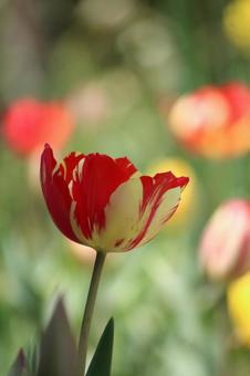 Tulip flowers, JPG Tulip flowers, JPG