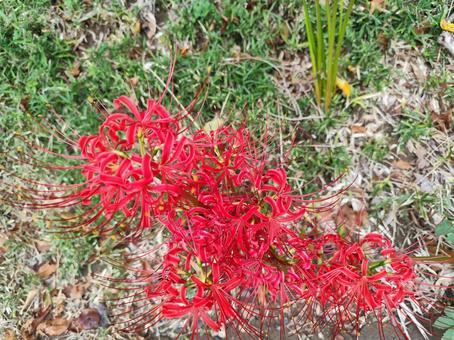 道端の曼殊沙華 道端の曼殊沙華 彼岸花,曼殊沙華,花の写真素材