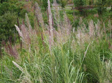 Photo, yoshisuki, reed, gramineae, 