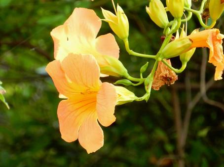 【花の写真】ノウゼンカズラ(凌霄花) 【花の写真】ノウゼンカズラ(凌霄花)の写真