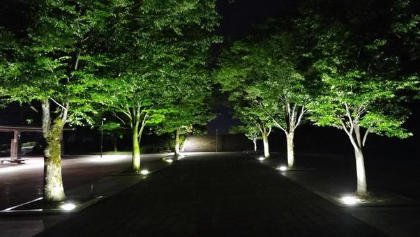 ロマンチックな並木道 ロマンチックな並木道 夜景,並木,並木道の写真素材