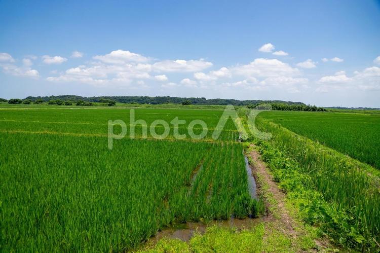 田園風景 田園風景,田舎,田舎暮らしの写真素材