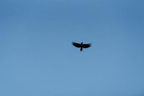 大空を優雅に舞うカラス カラス,crow,野鳥の写真素材
