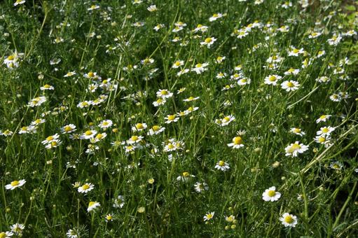 ジャーマンカモミール 咲く風景 ジャーマンカモミール,ハーブ,頭状花の写真素材