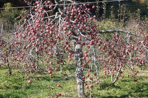 りんご りんご,リンゴ,appleの写真素材