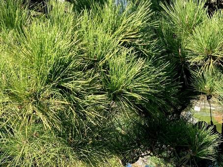 松 松,松の木,針葉の写真素材