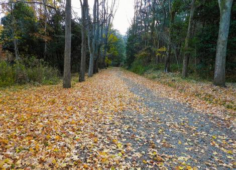 冬の自然公園の遊歩道 冬の自然公園の遊歩道 公園,冬イメージ,秋イメージの写真素材