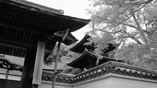 初秋三井寺の唐院四脚門から見る三重塔 初秋三井寺の唐院四脚門から見る三重塔 三井寺,唐院四脚門,三重塔の写真素材