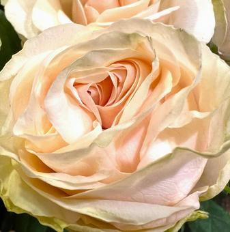 やさしい色のバラ やさしい色のバラ バラ,花,アップの写真素材