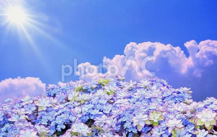 イメージ素材/梅雨明け・紫陽花の花と夏空 夏空,雲,紫陽花の写真素材