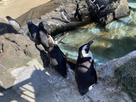 ペンギン ペンギンの写真