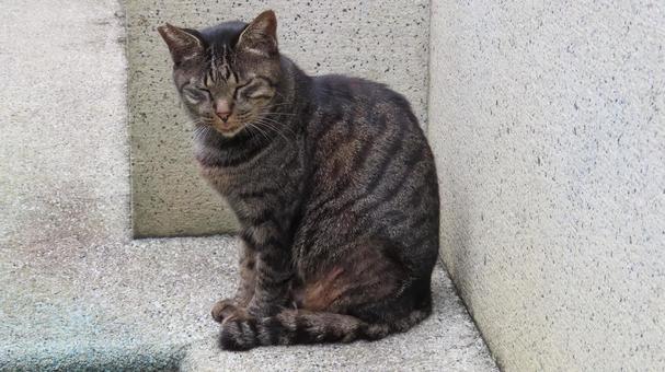 あざとい表情でお座りするもふもふな眠り猫 猫,キジトラ,眠り猫の写真素材