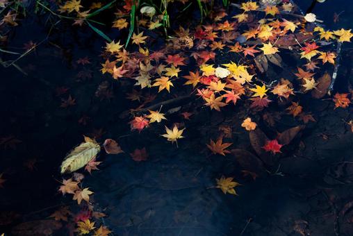水に落ちた紅葉  水,池,紅葉の写真素材