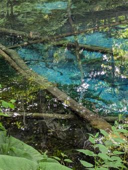 北海道 神の子池 青に染まる森の静寂 北海道 神の子池 青に染まる森の静寂 北海道,神の子池,青の写真素材