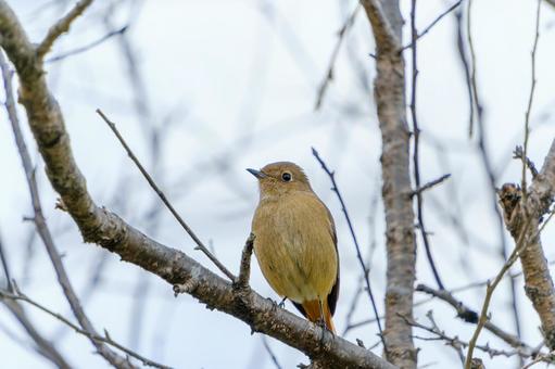 A female Daurian redstart perched in a winter grove, JPG