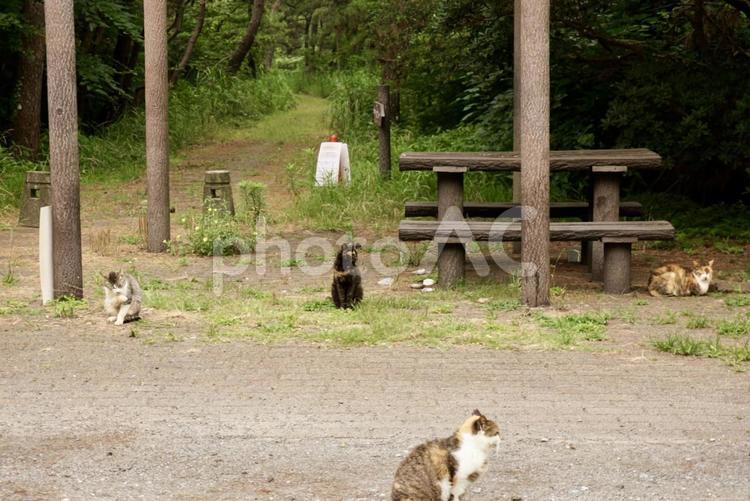 野良猫がいる空き地 猫,ねこ,ネコの写真素材