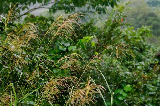 ススキ(26) 植物,ススキ,水滴の写真素材