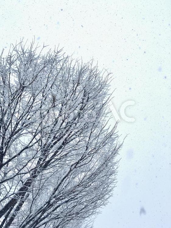 雪化粧をまとった樹木　大雪　冬 雪,降雪,大雪の写真素材