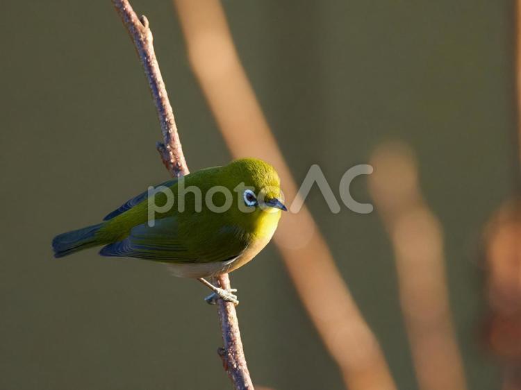 半逆光の一羽のメジロ　野鳥 メジロ,可愛い,一羽の写真素材