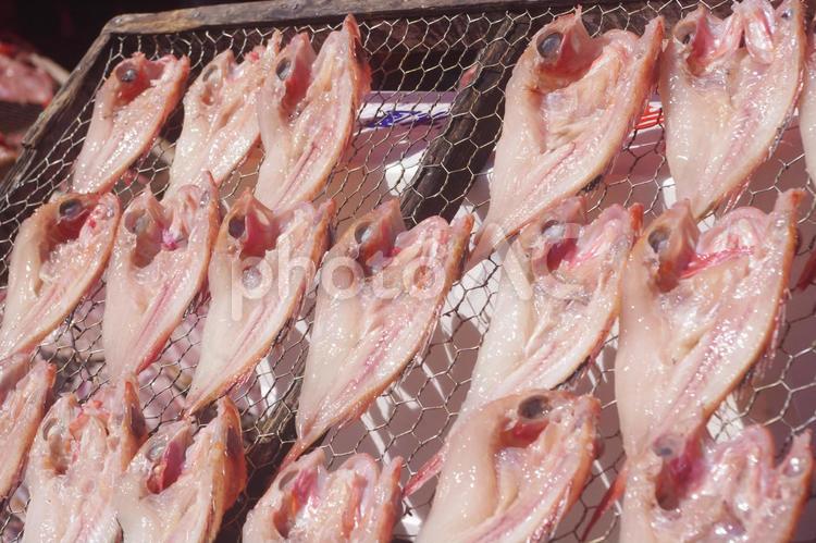 魚の天日干し 魚,海,漁港の写真素材