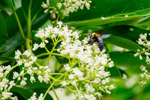 Photo, sweet viburnum, evergreen tall tree, bear, 