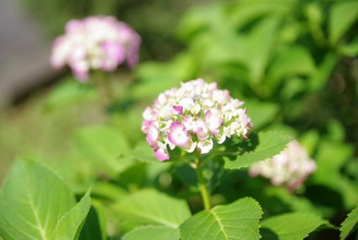 Photo, june, hydrangea, cold, 