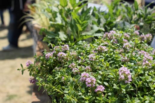 ガーデニングの写真