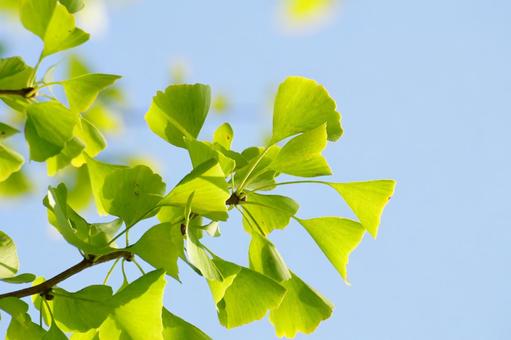 イチョウの葉 イチョウ,葉,黄葉の写真素材