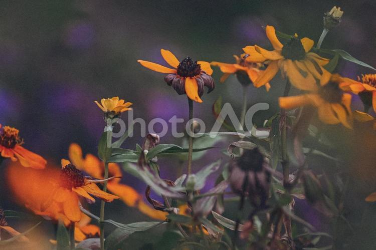 秋の花　フィルム風 花,風景,ガーデニングの写真素材