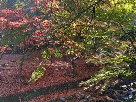 岐阜県-養老公園-紅葉 養老公園,公園,木の写真素材