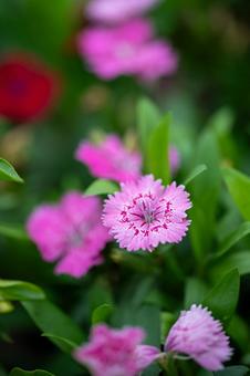 ナデシコの写真