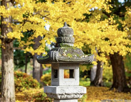 黄色く色づいたイチョウと日本庭園の秋風景 黄色く色づいたイチョウと日本庭園の秋風景の写真