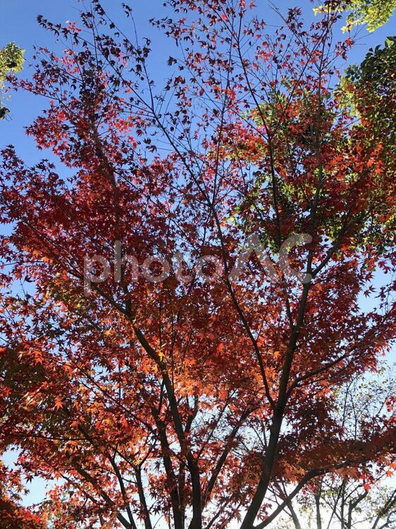 秋晴れと紅葉（２） 紅葉,秋,晴れの写真素材