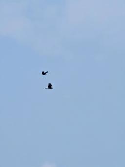 もやのかかった空を飛ぶ2羽の鳥 もやのかかった空を飛ぶ2羽の鳥の写真