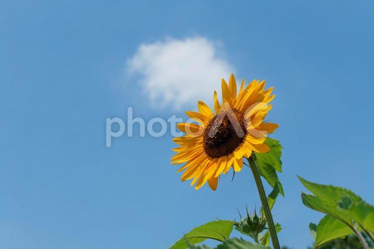 青空に映えるひまわりの花 鮮やか,晴れ,色の写真素材