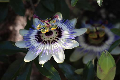 白い花びらのトケイソウの花のアップの写真