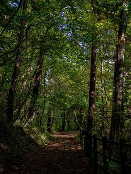 烏川渓谷緑地のベンチ ハイキング,山,森林の写真素材