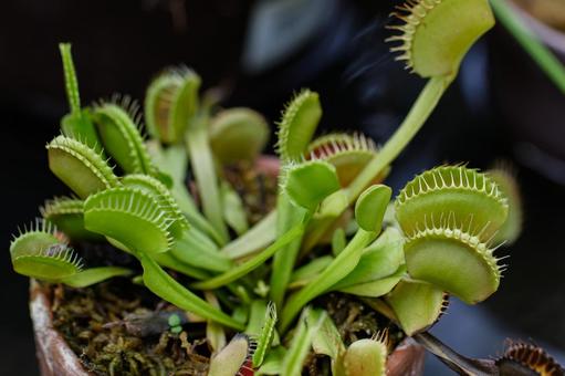 ハエトリソウ 食虫植物02 ハエトリソウ 食虫植物02 ハエトリソウ,植物,食虫植物の写真素材