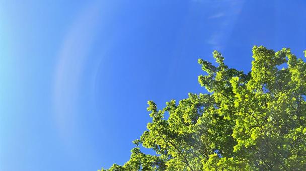 若葉と青空⑤ 若葉と青空⑤ 若葉,芽吹き,深緑の写真素材
