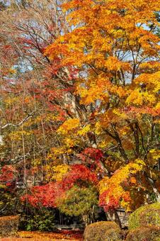 佐々木家住宅の秋景色⒇ 晩秋,紅葉,モミジの写真素材