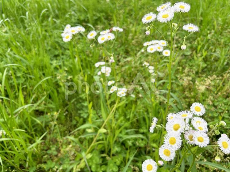 自生するハルジオンの群生 ハルジオン,ヒメジョオン,花の写真素材
