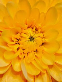 菊の花〜拡大〜の写真