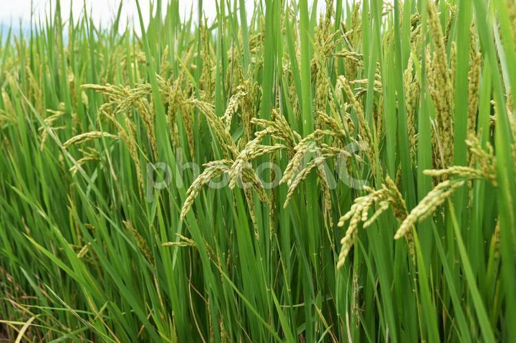 収穫間近い水田の稲穂　鹿児島県　出水平野 稲,穂,水田の写真素材