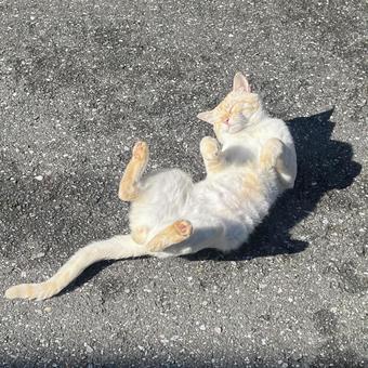 cat, JPG cat, JPG