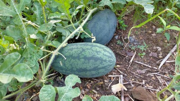 小玉スイカ-マダーボール スイカ,すいか,小玉スイカの写真素材